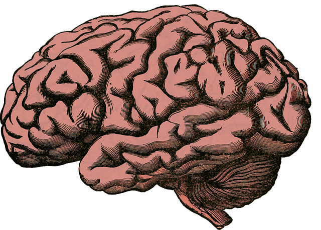 brainmap
